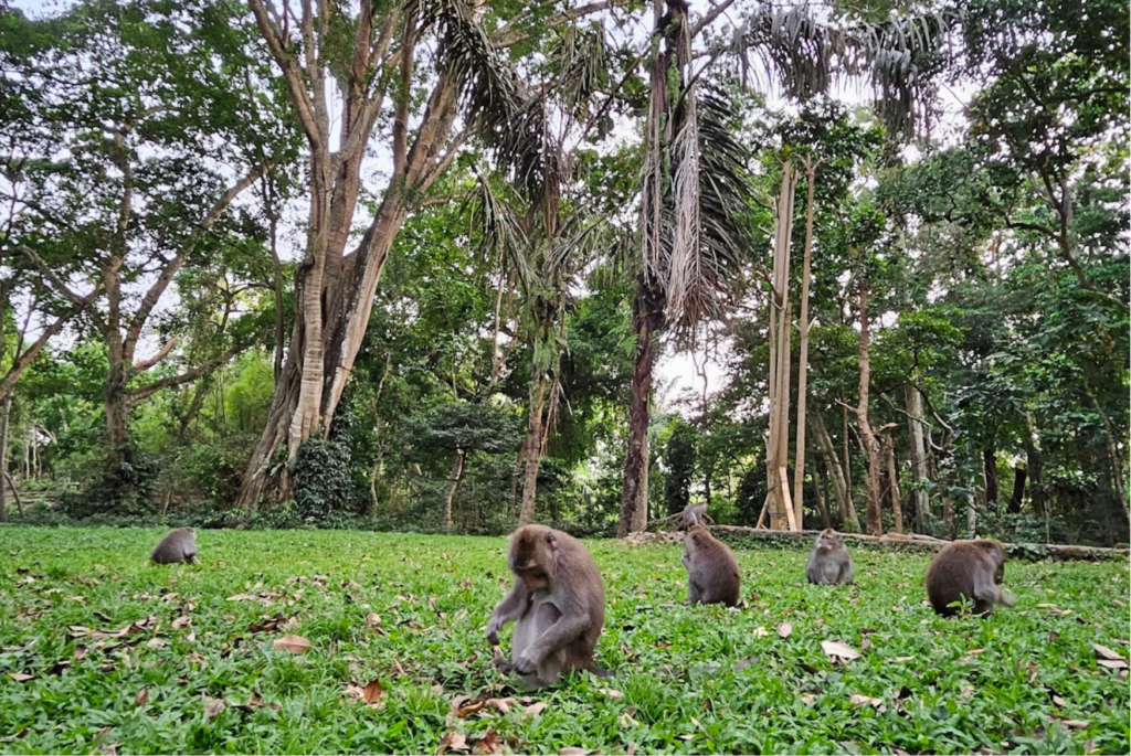 Monkey Forest Ubud