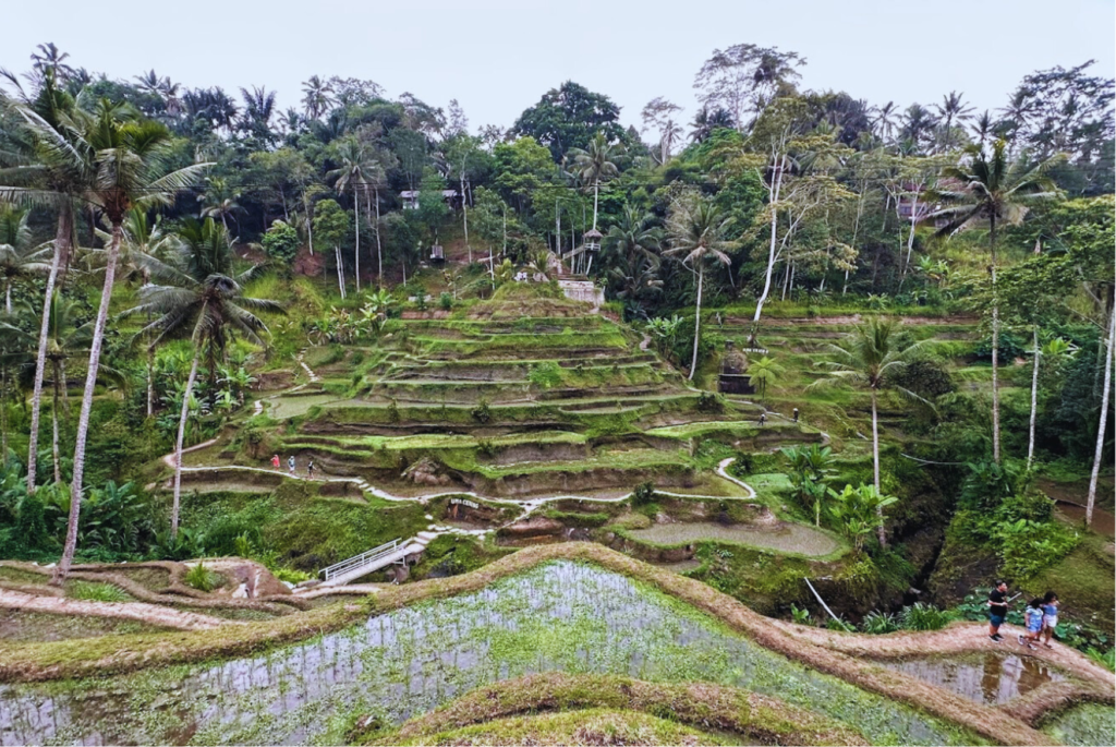 Rice Fields